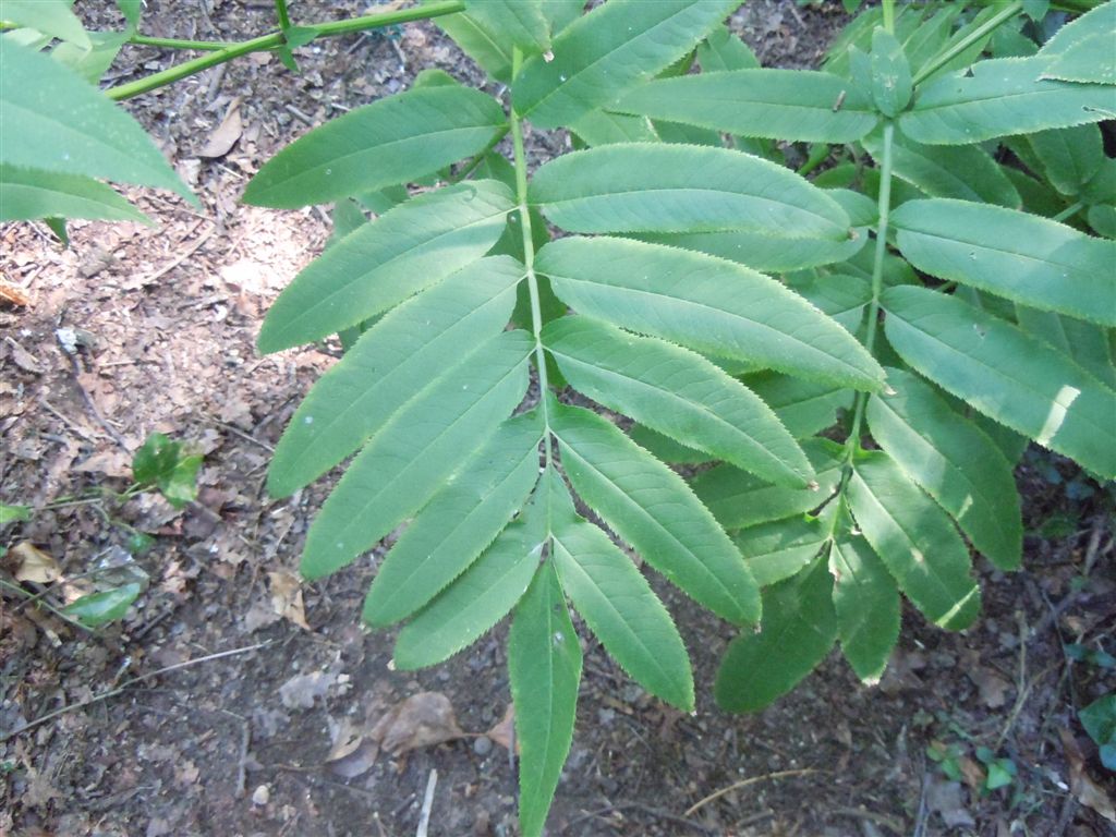 Pianta dagli Astroni - Sambucus ebulus